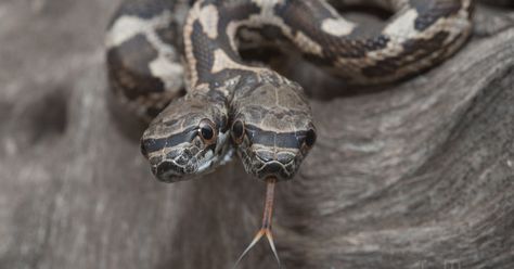 I Captured A Rare Two-Headed Snake | Bored Panda Deformed Animals, Anime Snake, Colorful Snakes, Pretty Snakes, Snake Wallpaper, Amazing Animal Pictures, Snake Lovers, Pet Snake, Two Heads