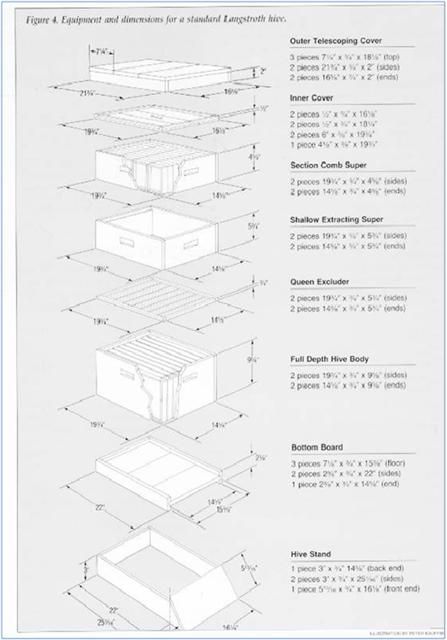 Hive Components (UT Extension) Traditional hive parts are made from wood.  The design and dimension of hive parts are based on the concept of bee space.  Bee space was first recognized and promoted… Bee Hives Boxes, Langstroth Hive, Bee Hive Plans, Beehive Design, Backyard Bee, Raising Bees, Backyard Beekeeping, Honey Bee Hives, Bee Boxes