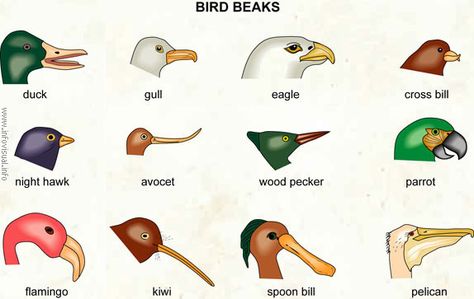 Bird Beaks Activity, Birds Beak, Different Types Of Birds, Bird Beaks, Animal Adaptations, Types Of Birds, 4th Grade Science, Different Birds, Bird Theme