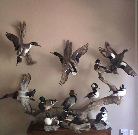 Duck Taxidermy Mounts, Duck Mounts Taxidermy, Duck Hunting Man Cave, Hunting Living Room, Hunting Mounts, Duck Taxidermy, Hunting Room Decor, Duck Mounts, Hunting Man Cave