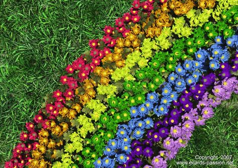 Planting A Rainbow, Colorful Things, Rainbow Garden, Rainbow Flower, Children's Garden, School Garden, Rainbow Art, Gardening For Kids, Rainbow Flowers