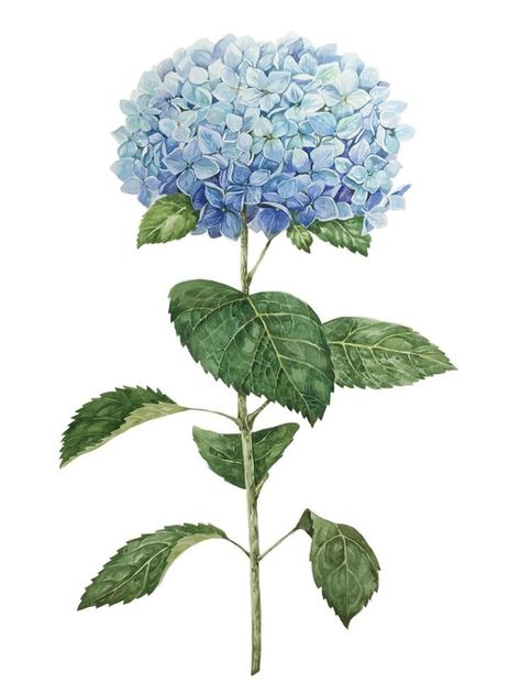 Free Hydrangea Printables, Hydrangea Tattoo, Hydrangea Wall, Hydrangea Art, Hydrangea Wall Art, Hydrangeas Art, Watercolor Hydrangea, Blue Hydrangea Flowers, Hydrangea Painting