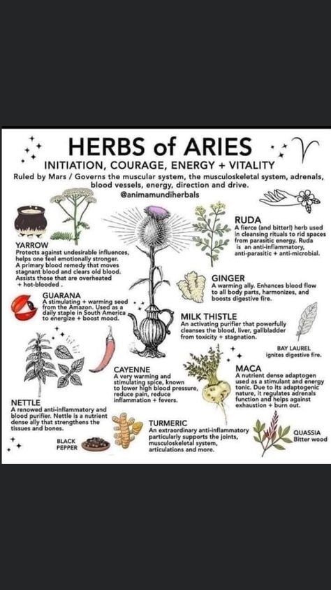 Herbs Of Mercury, Herbs Of Aries, Herbs For Scorpio, Aries Herbs, Zodiac Herbs, Medical Herbs, Green Witchcraft, Grimoire Book, Magic Herbs