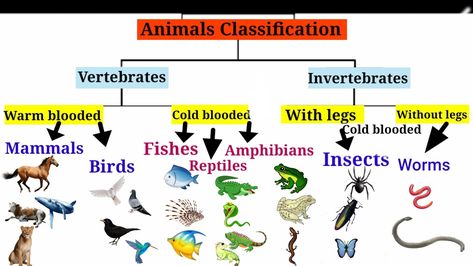 Invertebrates Animals Pictures, Invertebrates Classification, List Of Amphibians, Insect Classification, Animals Classification, Amphibians Animals Chart, Vertebrates And Invertebrates, Animal Classification, Animal Categories