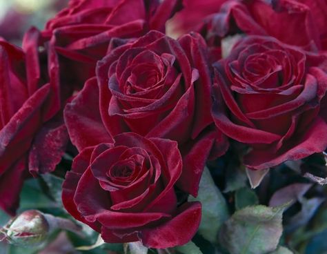 Black Baccara Rose Companion Plants, Black Baccara, Gothic Flowers, Hybrid Tea Rose, Types Of Roses, Shrub Roses, Rose Fragrance, David Austin Roses, Hybrid Tea Roses