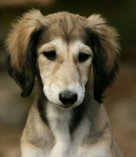 Saluki Puppies, Saluki Puppy, Puppies Cutest, Saluki Dogs, Sight Hounds, Cutest Puppy, Search Google, Wet Dog, Afghan Hound