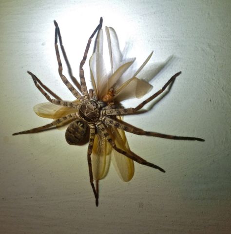 The Australian "Giant Huntsman" Spider. Trying To Get Din Din Giant Huntsman Spider, Huntsman Spider, Garden Spider, Large Spiders, Tanzania Travel, Creepy Spider, Pet Organization, Baby Sloth, Creepy Crawlies