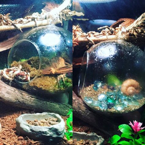 Beta Fish Bowl Ideas, Fish Bowl Ideas, Hermit Crab Cage, Fish Taco Bowl, Hermit Crab Homes, Crab Habitat, Hermit Crab Habitat, Crab Tank, Hermit Crab Tank