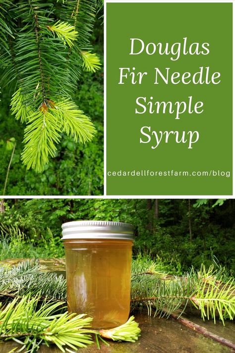 Simple Syrup Recipe, Cellar Ideas, Forest Farm, Fir Needles, Farmer Market, Herbal Medicine Recipes, Herbal Remedies Recipes, Foraging Recipes, Simple Syrup Recipes