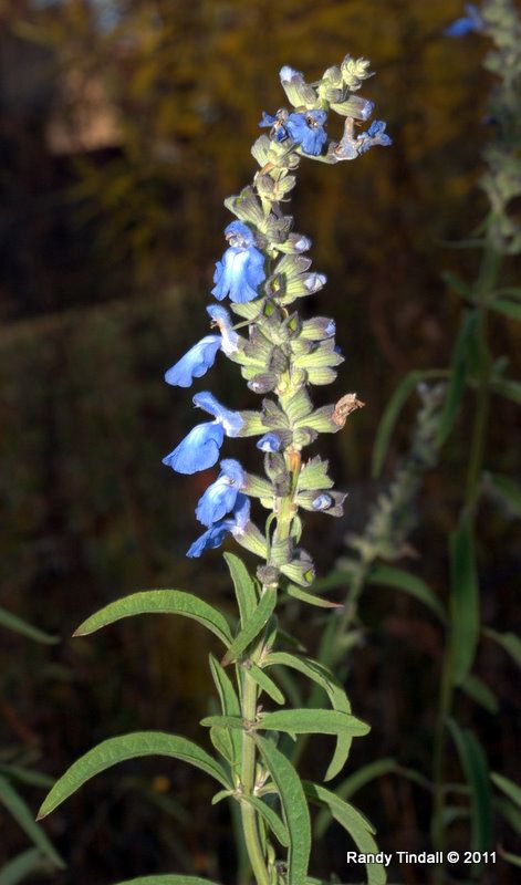 Blue Sage (Salvia azurea) Salvia Azurea, Bee Swarm, Urban Agriculture, Blue Sage, Better Late Than Never, Fruit Garden, Wildflower Seeds, Hot Flashes, Wild Ones