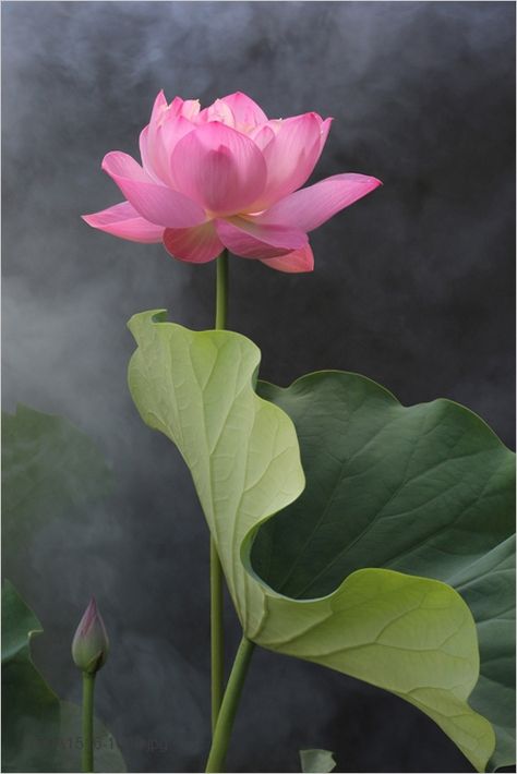 Flower photography by Bahman Farzad, Flickr.  https://flic.kr/p/g1TS6z | pink flower Lotus Flower Pictures, Personal Reflection, Lily Lotus, Lotus Blossom, Pink Lotus, The Lotus, Ford Gt, Water Lily, Water Lilies