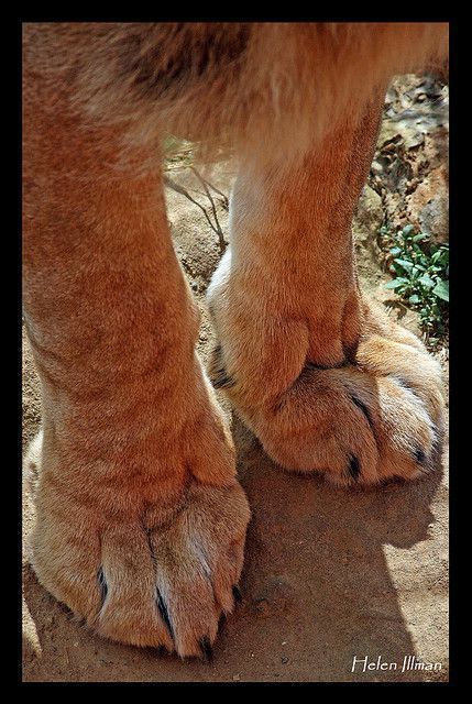 Lion Paws Reference, Big Cat Paws, Lioness Sculpture, Lion Anatomy, Lion Paws, Kitty Paws, Female Lion, Wild Lion, Cat Anatomy