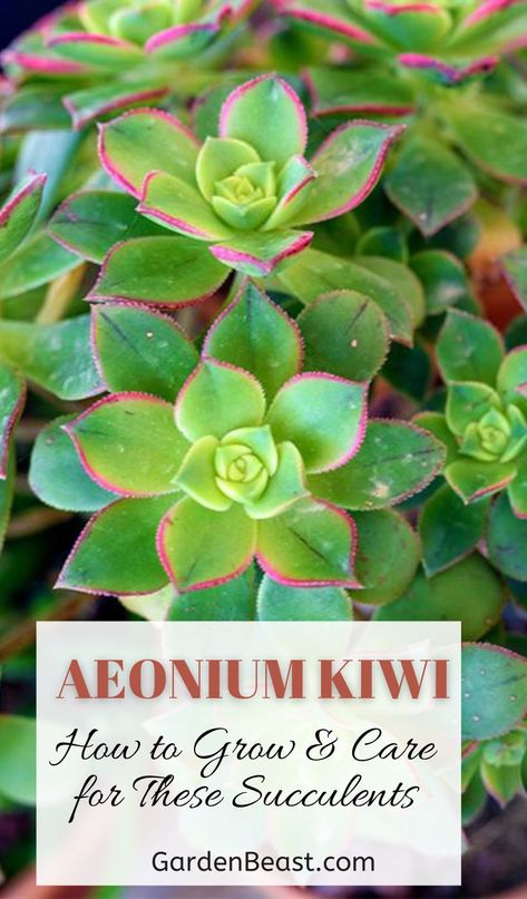 Kiwi Succulent, Aeonium Succulents, Haworthia Succulents Care, Aeonium Black Rose, Different Types Of Succulents, Aeonium Kiwi, Greenovia Succulent, Cactus Care, Propagating Succulents