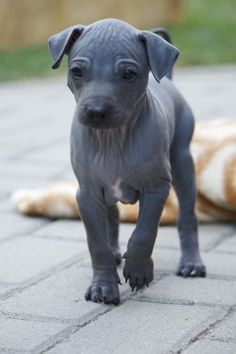 Hairless Animals, American Hairless Terrier, Hairless Terrier, Mexican Hairless Dog, Unique Dog Breeds, Dogs Stuff, Dogs Rescue, Hairless Dog, Dog Breeds Medium