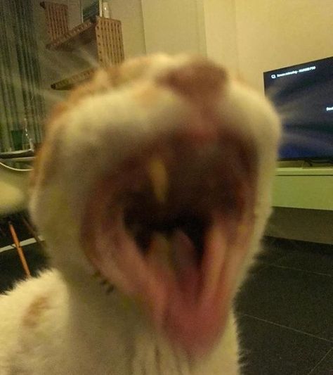 Screaming Cat Pfp, Cat Memes Screaming, Congrats Cat Reaction Pic, Cat Laughing Reaction Pic, Screaming Singing Reaction Pic, Excited Screaming Reaction Pic, Screaming Cat Reaction Pic, Screaming Lyrics Reaction Pic, Chaotic Cat Pictures