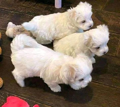 Teacup Maltese Puppies, Teacup Yorkie Puppy, Teacup Maltese, Maltese Puppies, Maltipoo Puppy, Cute Animals Puppies, Cute Dog Pictures, Puppies And Kitties