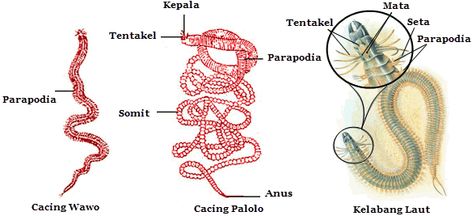 Struktur dan Fungsi Bagian Tubuh Annelida | Mikirbae.com Cacing Tanah, Habitat