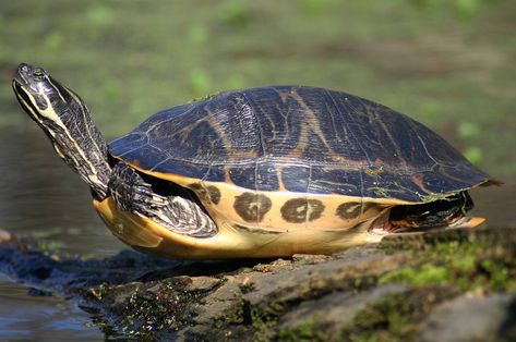 River Cooter Yellow Belly Turtle, River Turtle, Types Of Turtles, Turtle Hatching, Freshwater Turtles, Turtle Wallpaper, Aquatic Insects, Turtle Images, Galapagos Tortoise