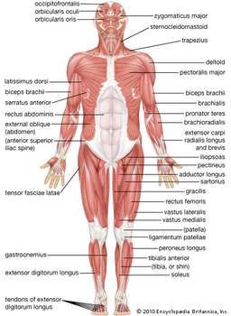 human muscle system | Functions, Diagram, & Facts | Britannica.com Leg Muscles Diagram, Skeletal Muscle Anatomy, Muscle Names, Muscular System Anatomy, Human Muscular System, Medical Reference, Muscle Diagram, Anatomy Chart, Muscle System