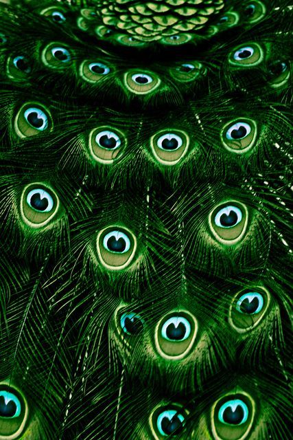 Deep Emerald Green Peacock Feathers... The Magic Faraway Tree, Green Inspiration, Dark Green Aesthetic, The Peacock, Simple Green, Peacock Green, Aesthetic Colors, Peacock Feathers, Green Wallpaper