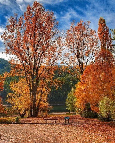 autumn colours in Bogong near Bright, Victoria Melbourne Cbd, Victoria Australia, Autumn Trees, Australia Travel, Holiday Destinations, Perth, Fall Colors, Kayaking, Melbourne