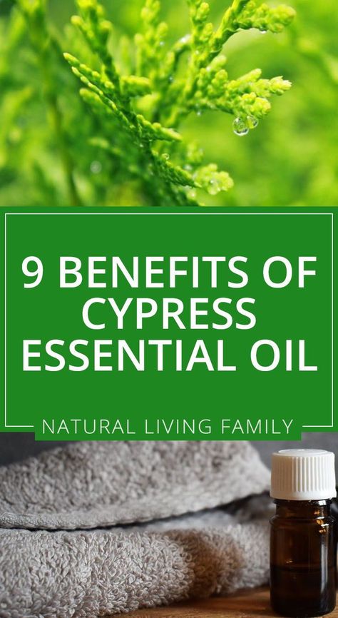 Cypress Essential Oil Benefits, Cypress Plant, Best Essential Oil Diffuser, Cypress Oil, Cypress Essential Oil, Essential Oils For Massage, Candle Scents, Oil Diffuser Recipes, Essential Oil Benefits