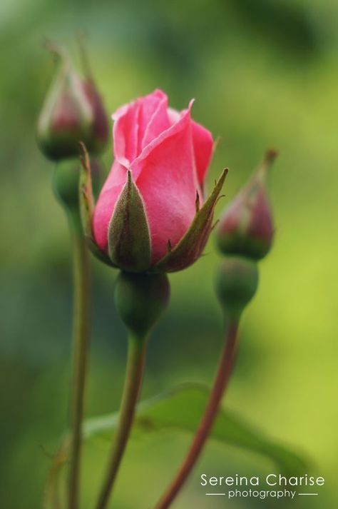 Rose Reference, Rose Arbor, Rose Bushes, Flora Flowers, Rose Flower Wallpaper, Colorful Roses, Rose Bud, Language Of Flowers, Floral Photo