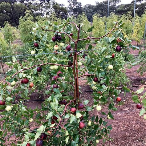 Jujube Tree, Farming Ideas, Bengali Bride, Plant Seedlings, Tree Nursery, Fruit Flowers, Fruit Tree, Fruit Plants, Planting Bulbs