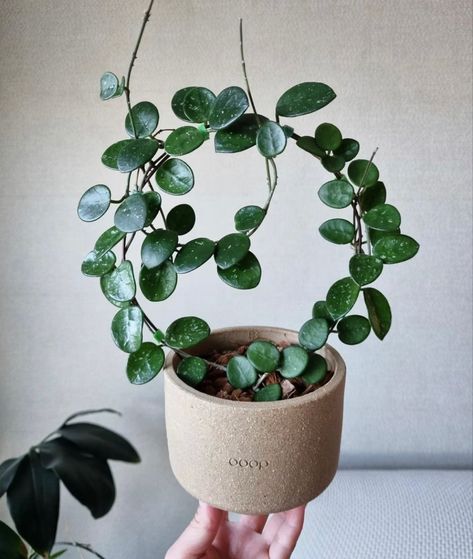 Hoya On Trellis, Hoya Varieties, Hoya Mathilde, Indoor Plant Trellis, Plant Goals, Trellis Plants, House Plants Decor, Room With Plants, Pretty Plants