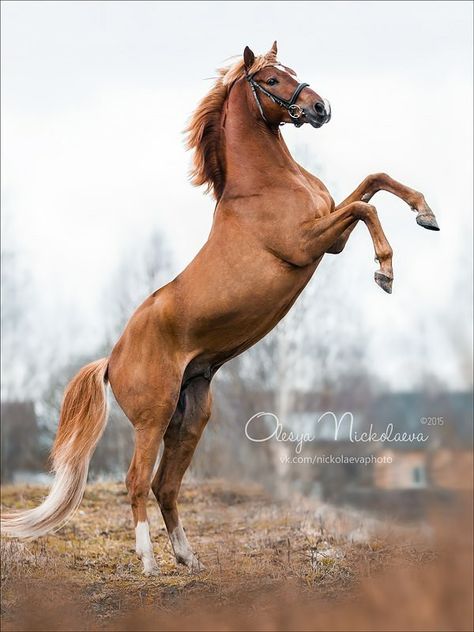 Photo: Olesya Nickolaeva Animals On Land, Colorful Horse Painting, Hilarious Dogs, Horse Rearing, Horse Art Drawing, Painted Horses, Human Interest, Horse Aesthetic, Most Beautiful Horses