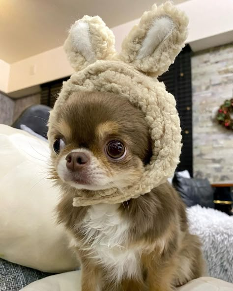 Psy Chihuahua, Dog Snapchats, Cute Dogs Images, Very Cute Dogs, Funny Animal Photos, Cute Chihuahua, Cute Little Puppies, Pretty Dogs, Chihuahua Love