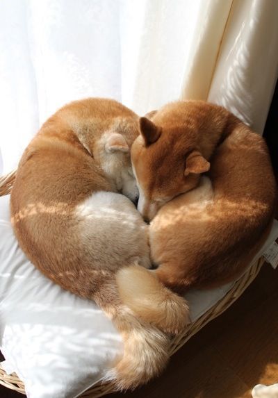 Japanese Dogs, Akita Inu, Shiba Inu Dog, Cute Creatures, Sweet Animals, Shiba Inu, Animal Love, 귀여운 동물, Animals Friends