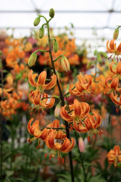 Lilium martagon ‘Tobacco’ Lilium Martagon, Martagon Lily, Colored Flowers, Flowering Plants, Small Balcony, Woman Painting, Front Garden, Flower Seeds, Caicos Islands