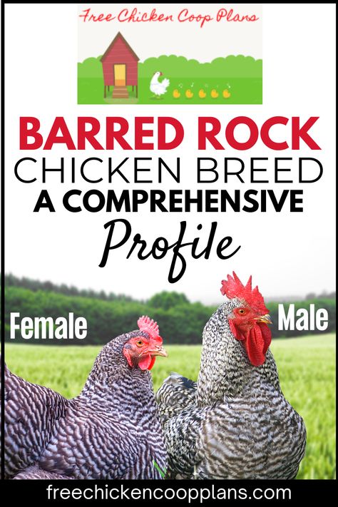 Barred Rock Chickens are a common chicken breed, and for good reason! They're gorgeous, dual purpose chickens with a great disposition. Read the article to learn more and decide if this is the breed for you. Barred Rock Chickens Eggs, Dual Purpose Chickens, Barred Rock Rooster, Barred Plymouth Rock Chickens, Barred Rock Chickens, Chicken Board, Plymouth Rock Chicken, Leghorn Chickens, Chicken Facts