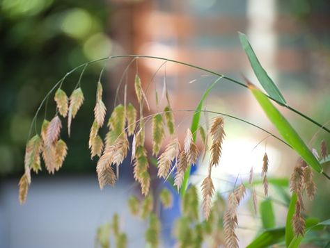 Seed Heads, Northern Sea Oats Julie Moir Messervy Design Studio Saxtons River, VT Northern Sea Oats, Garden Shade, Sea Oats, Cambridge Massachusetts, Seed Heads, Meditation Garden, Lush Garden, Plant Design, Shade Garden