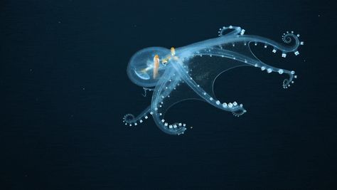 Octopus Gif, Octopus Species, Coral Life, Octopus Ocean, Glass Octopus, Dumbo Octopus, Optic Nerve, Flathead Lake, Glass Frog