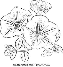 Petunia Flower Graphics Simple Outline Drawing Stock Illustration 1907909629 Simple Outline Drawing, Petunia Tattoo, Printable Flower Pattern, Seed Flowers, Petunia Flower, Flower Graphics, Drawing Beautiful, Botanical Drawing, Flower Outline