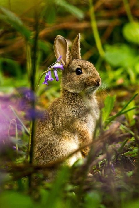 Beautiful wild animals. First dump (50 images) - Album on Imgur Wild Animals Photos, Arthropods, Beltane, Woodland Creatures, Sweet Animals, The Grass, Animal Photo, 귀여운 동물, Cute Bunny