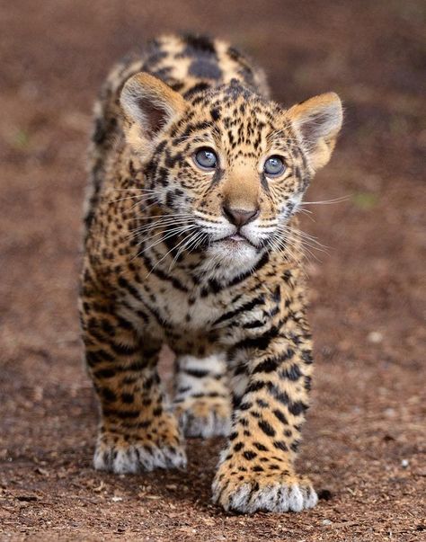 Jaguar cubs continue to nurse until they are 5-6 months old, although they eat meat caught by their mother. (photo by Mike Wilson) Majestic Animals, Drawing Board, Large Cats, Wildlife Animals, Exotic Pets, Beautiful Cats, 귀여운 동물, Animals Friends, Big Cats