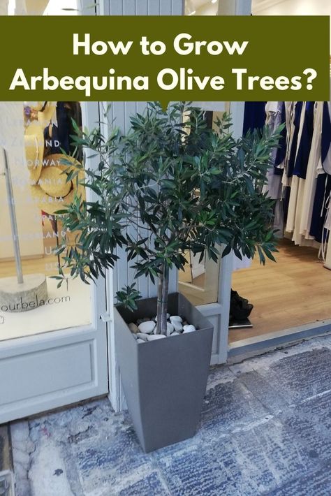 Olive Tree In A Pot, Olive Tree In Pot, Arbequina Olive Tree, Growing Olive Trees, Tree In A Pot, Pot Gardening, Tree In Pot, Potted Trees, Olive Trees