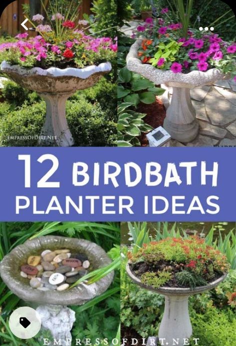 Birdbath Fairy Garden Ideas, Ideas For Bird Baths, Planted Bird Bath, Plants In Bird Bath, Birdbath Repurpose Ideas, Repurpose Bird Bath, Large Bird Bath Ideas, Bird Bath Flower Bed, Old Bird Bath Ideas