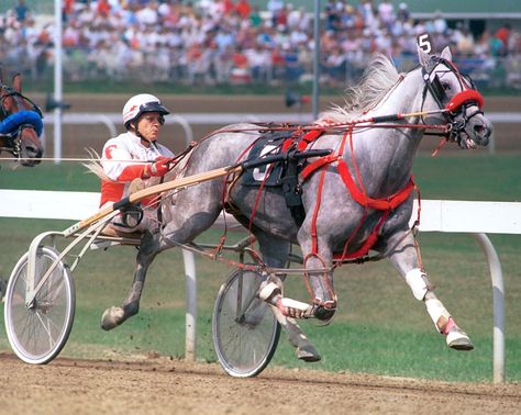 Laag-2 | USTrotting | Flickr Standardbred Racing, Trotting Horse, Standardbred Horse, Horse Herd, Grey Horses, Racing Harness, Horse Harness, Majestic Horses, Famous Horses