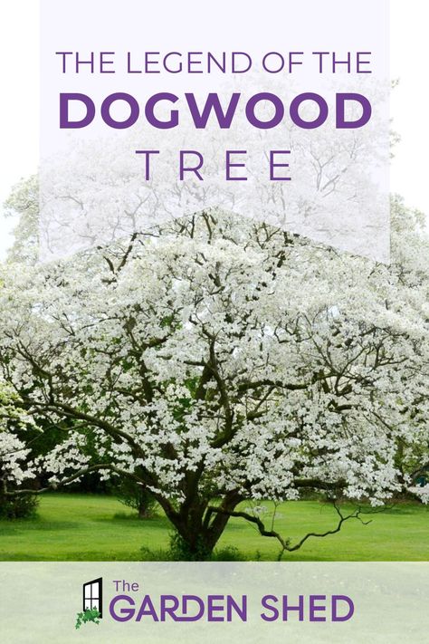 Landscaping With Dogwood Trees, Dogwood Tree, Dogwood Tree Lined Driveway, Dogwood Tree Landscaping, Flowering Dogwood Tree, White Flowering Dogwood Tree, Legend Of The Dogwood Tree, Tree Meanings, Pink Flowering Dogwood Tree