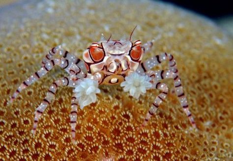 Adding a Porcelain Anemone Crab? - Reef Central Online Community Wet Animals, Sea Anemones, Crab And Lobster, Sea Anemone, Beautiful Sea Creatures, Underwater Life, Water Life, Saltwater Aquarium, Crustaceans