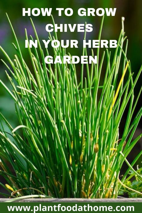 Chive Companion Planting, Harvesting Chives, Planting Chives, How To Grow Chives, Grow Chives, Herb Companion Planting, Herb Planting, Growing Chives, Chive Seeds