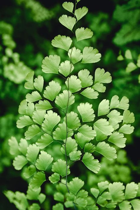 How To Grow & Care For Maidenhair Fern (adiantum pedantum) — Blacklotus Landscaping Dark Roots Hair, Ferns Care, Lipstick Plant, Maidenhair Fern, Arrowhead Plant, Chinese Money Plant, Dappled Light, Low Light Plants, Best Indoor Plants