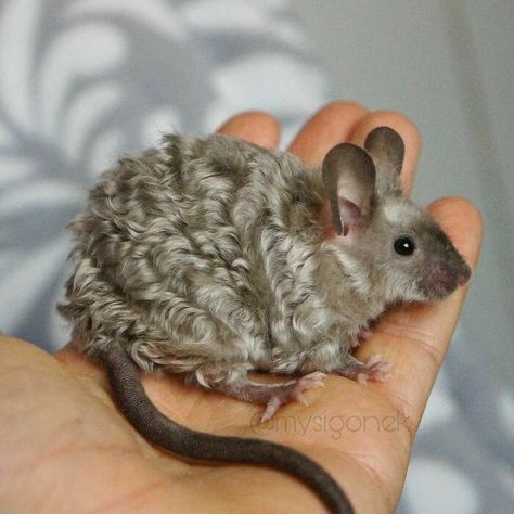 Polish Mouse Breeder Shares 40 Pics Of Their Fancy Mice Curly Mouse, Fancy Mice, Fancy Mouse, Funny Rats, Funny Mouse, Cute Rats, Pet Mice, Pretty Animals, Cute Mouse