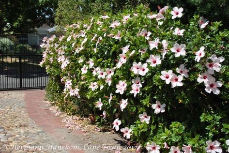 Hibiscus Hedge Gardens, Hibiscus Hedge, Flowering Hedge, Outdoor House Paint, Flower Hedge, Growing Hibiscus, Hibiscus Garden, Formal Garden Design, Tropical Landscape Design