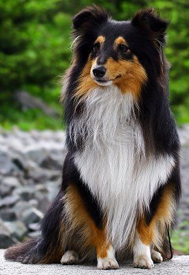 THIS IS A SHELTIE I ALSO HAVE ONE BUT HIS COLORING IS LIKE LASSIE'S  E HAMM. #shetlandsheepdogcute Sheepdog Puppy, Shetland Sheepdog Blue Merle, Shetland Sheepdog Puppies, Sheltie Dogs, Shetland Sheep, Rough Collie, Herding Dogs, Shetland Sheepdog, Collie Dog