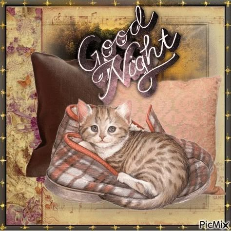 Good Night Cats Sweet Dreams, Good Night Humor, Good Night Cats, Cute Cats Pictures, Night Humor, Angel Cats, Night Animals, Bible Cartoon, Cute Morning